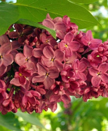 Сирень Красная Москва в каталоге СЦ Корекозево