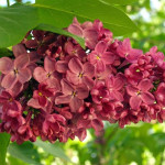 Миниатюра 1. Сирень 