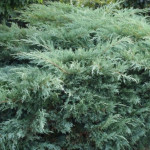 Миниатюра 3. Можжевельник виргинский 