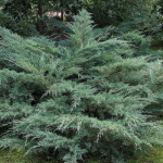 Миниатюра 1. Можжевельник виргинский 