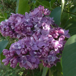 Миниатюра 1. Сирень 