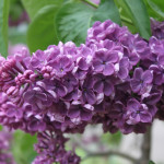 Миниатюра 2. Сирень 