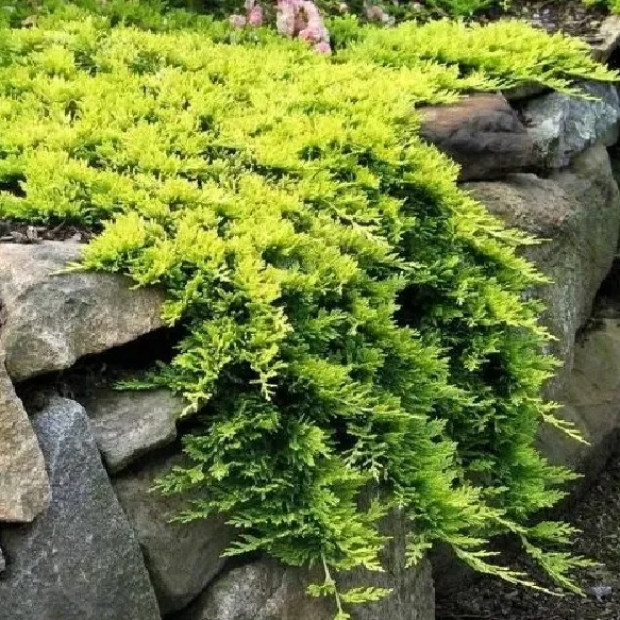 Фото 2. Можжевельник горизонтальный 