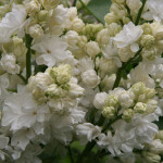 Миниатюра 2. Сирень 