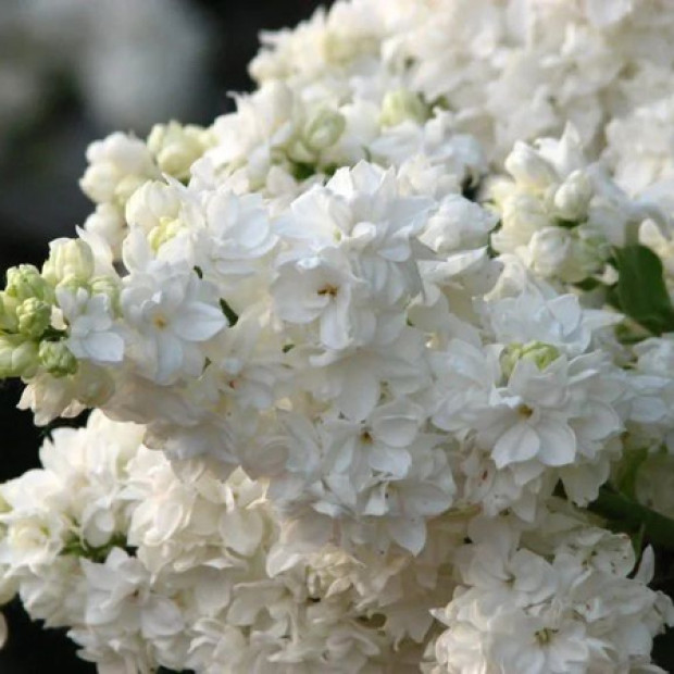 Фото 1. Сирень 