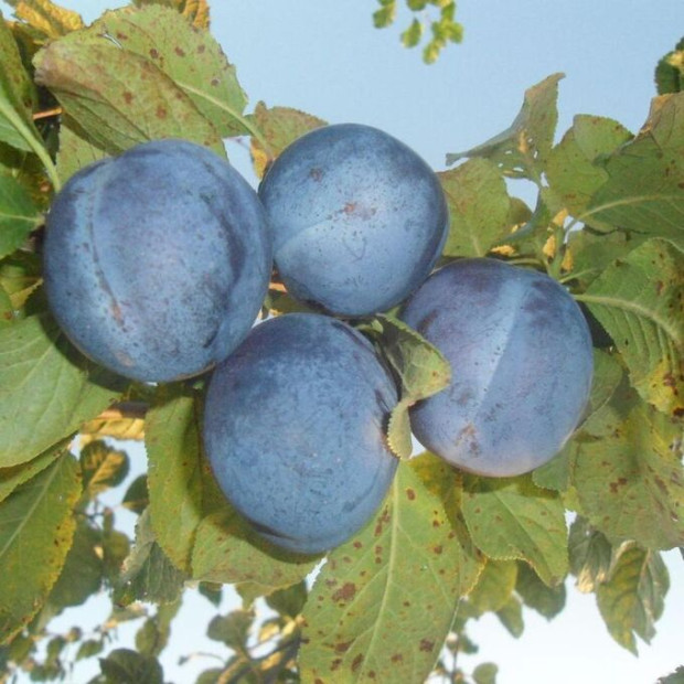 Фото 1. Слива «Блю Фри» в каталоге СЦ Корекозево