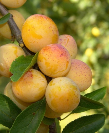 Слива колоновидная «Мирабель» в каталоге СЦ Корекозево