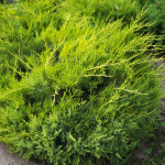 Миниатюра 3. Можжевельник китайский 