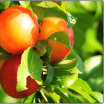 Миниатюра 2. Слива колоновидная «Мирабель» в каталоге СЦ Корекозево