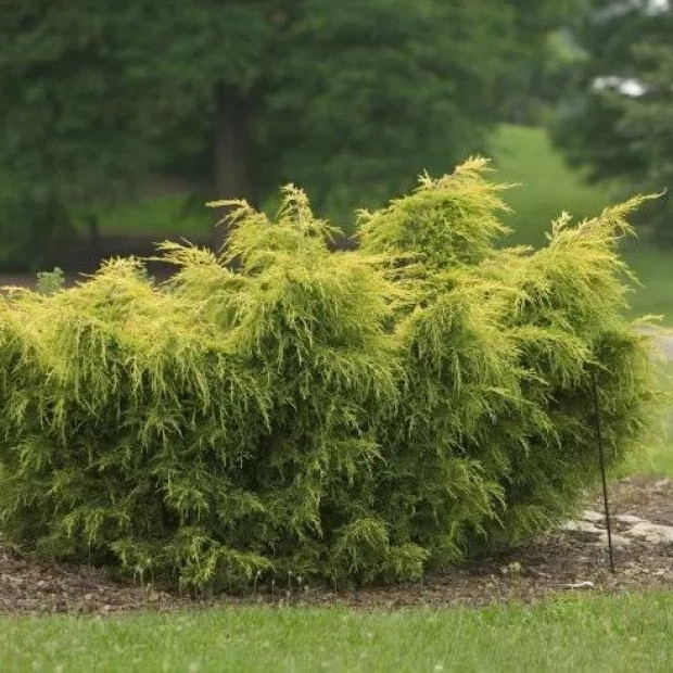 Фото 4. Можжевельник китайский 