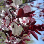 Миниатюра 3. Слива краснолистная «Писсарди» (декоративно – плодовая) в каталоге СЦ Корекозево