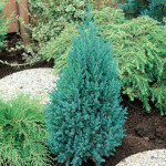 Миниатюра 1. Можжевельник китайский 