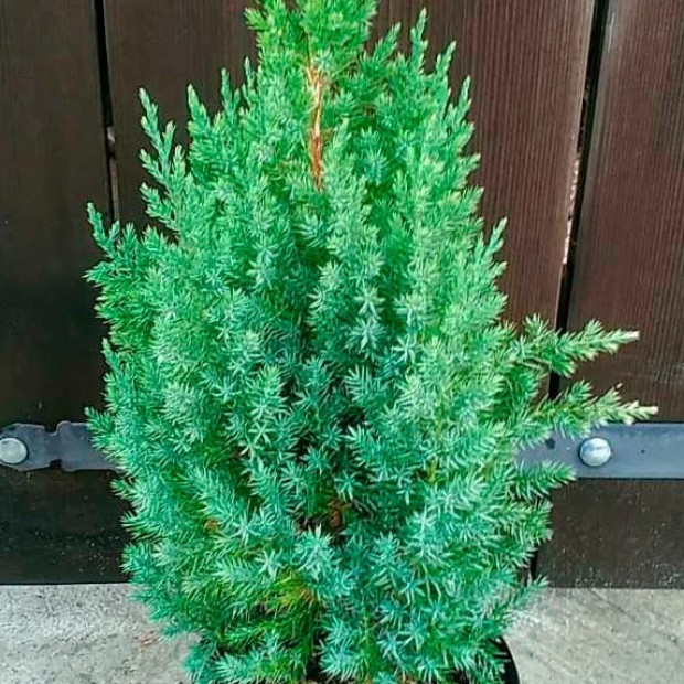 Фото 3. Можжевельник китайский 