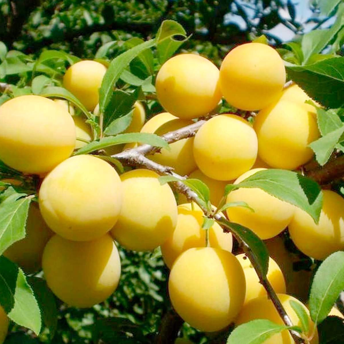 Слива «Медовая Белая» в каталоге СЦ Корекозево