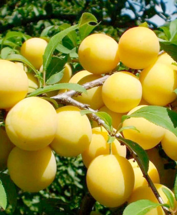 Слива «Медовая Белая» в каталоге СЦ Корекозево