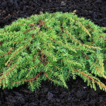 Миниатюра 3. Можжевельник обыкновенный 