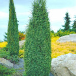 Миниатюра 4. Можжевельник обыкновенный 