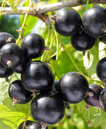 Смородина черная «Лентяй» в каталоге СЦ Корекозево