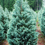 Миниатюра 2. Можжевельник скальный 