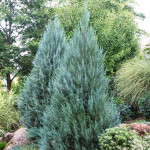 Миниатюра 1. Можжевельник скальный 