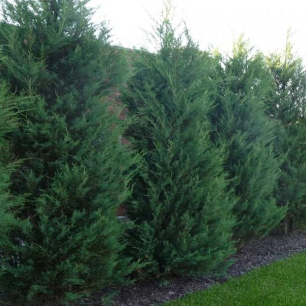 Фото 4. Можжевельник скальный 