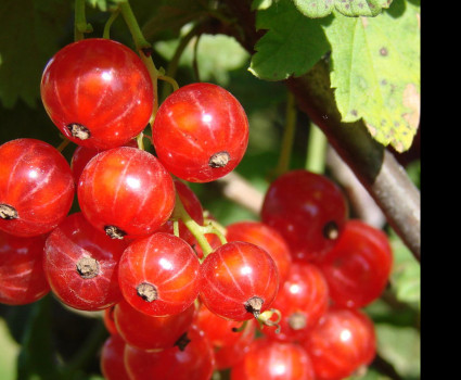 Смородина красная «Сахарная» в каталоге СЦ Корекозево