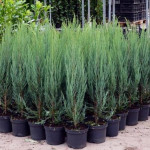 Миниатюра 2. Можжевельник скальный 