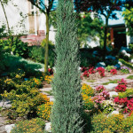 Миниатюра 3. Можжевельник скальный 