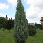 Миниатюра 1. Можжевельник скальный 