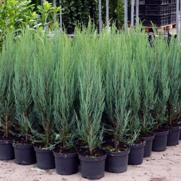 Фото 2. Можжевельник скальный 