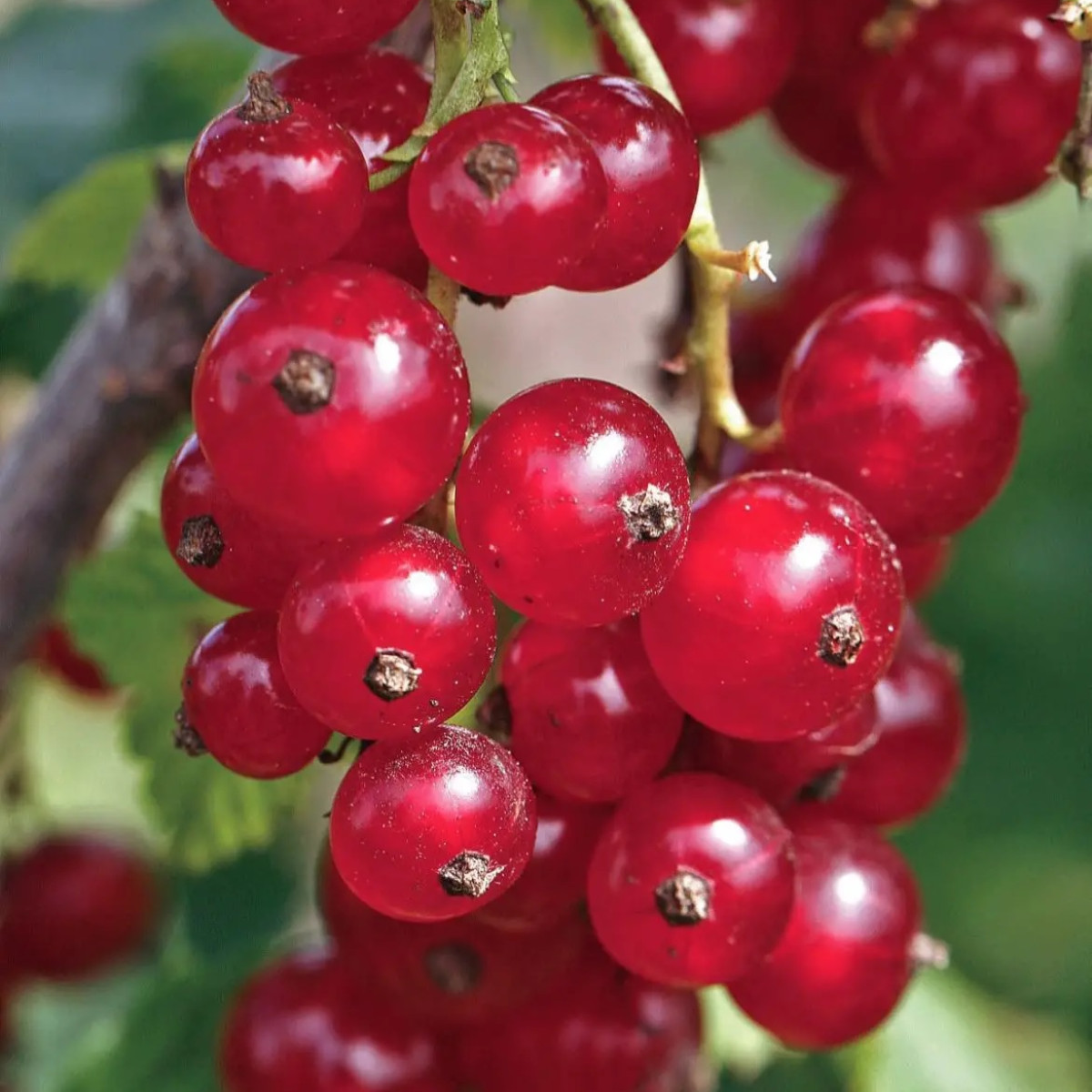 Смородина красная «Щедрая» в каталоге СЦ Корекозево