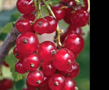 Смородина красная «Щедрая» в каталоге СЦ Корекозево