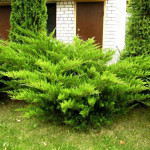 Миниатюра 3. Можжевельник средний 