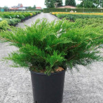 Миниатюра 1. Можжевельник средний 