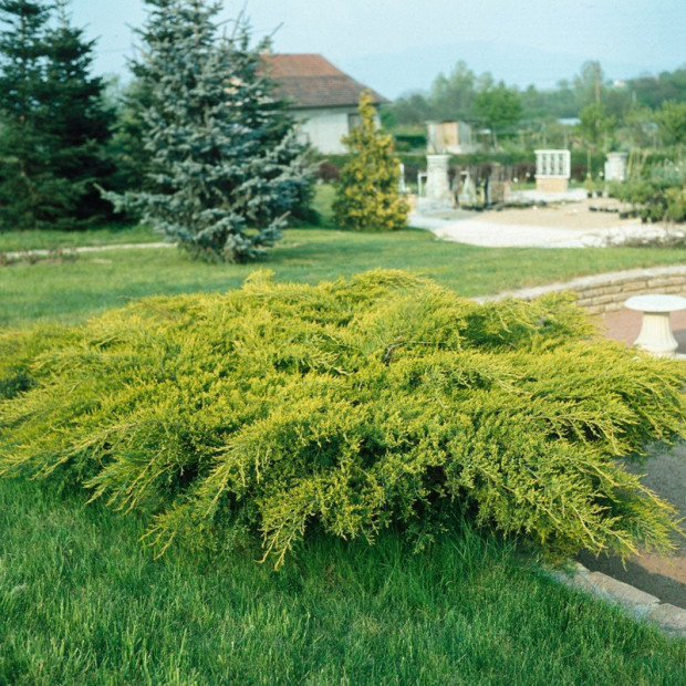 Фото 2. Можжевельник средний 