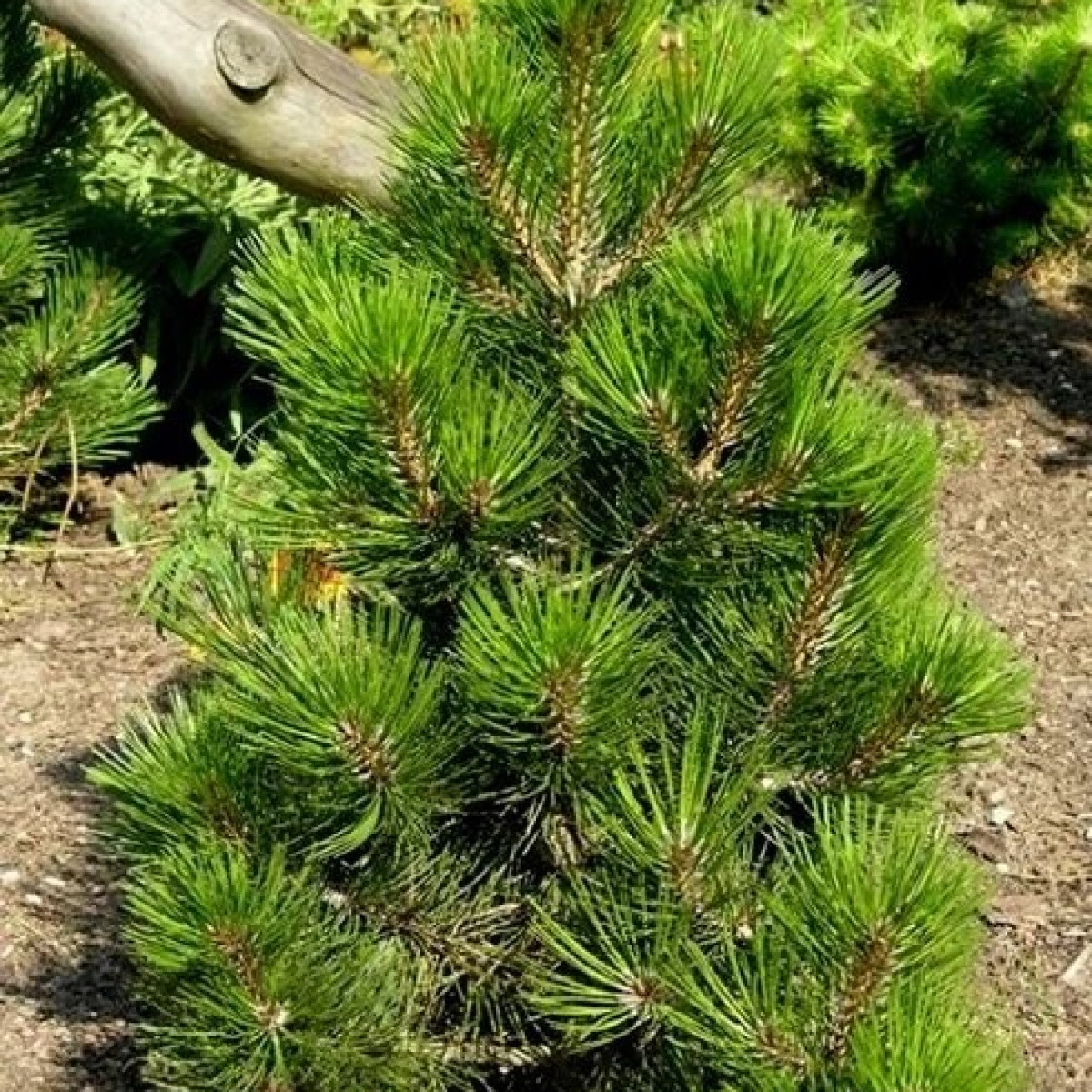 Сосна белокорая Malinki в каталоге СЦ Корекозево