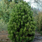 Миниатюра 2. Сосна белокорая 