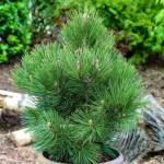 Миниатюра 4. Сосна белокорая 