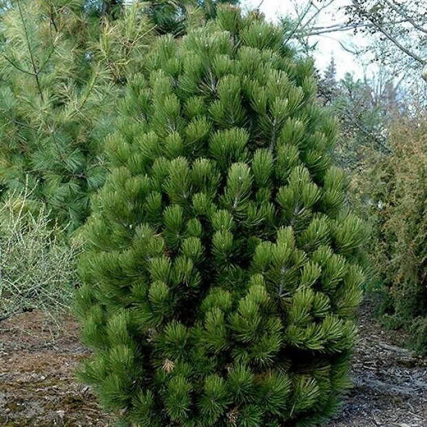 Фото 2. Сосна белокорая 