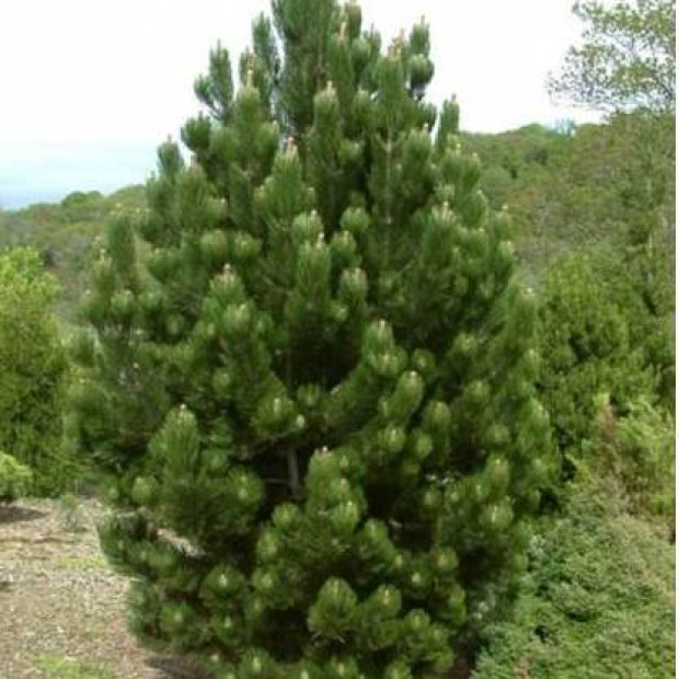 Фото 3. Сосна белокорая 