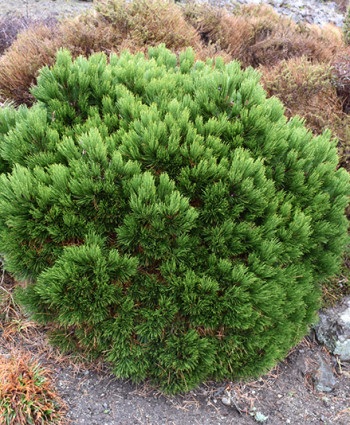 Сосна белокорая Schmidtii в каталоге СЦ Корекозево