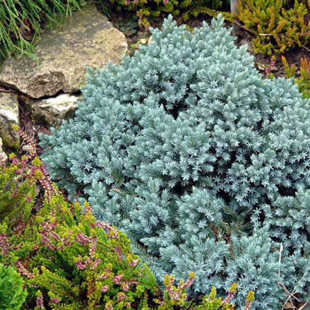 Фото 4. Можжевельник чешуйчатый 