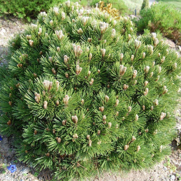 Фото 2. Сосна белокорая 