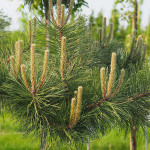 Миниатюра 2. Сосна черная в каталоге СЦ Корекозево