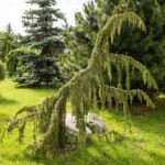 Миниатюра 2. Можжевельник обыкновенный 