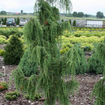 Миниатюра 1. Можжевельник обыкновенный 