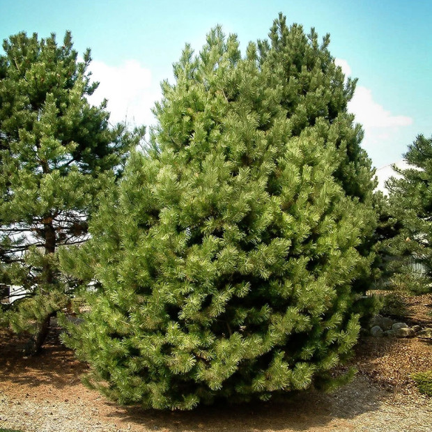 Фото 3. Сосна черная в каталоге СЦ Корекозево