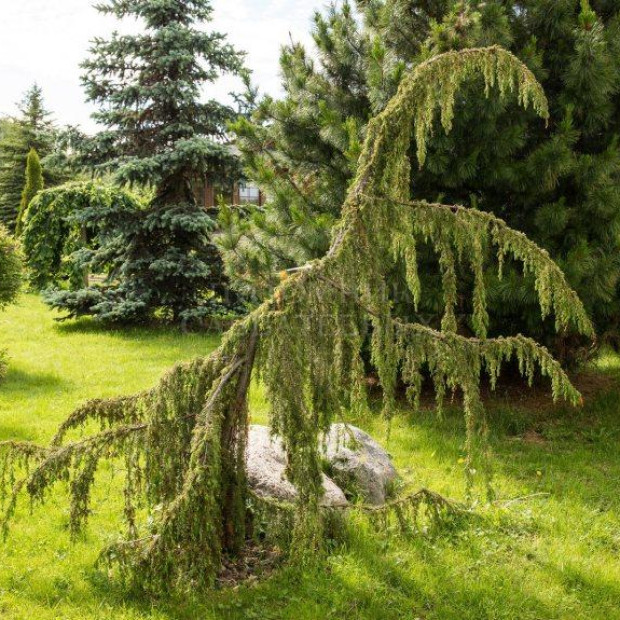 Фото 2. Можжевельник обыкновенный 