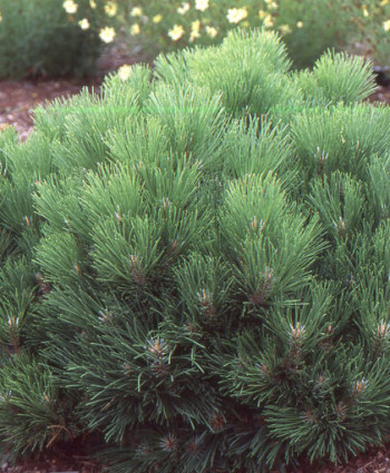 Сосна черная «Black Prince» в каталоге СЦ Корекозево