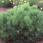 Миниатюра 1. Сосна черная «Black Prince» в каталоге СЦ Корекозево